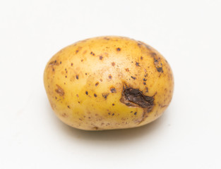 one potato on white background