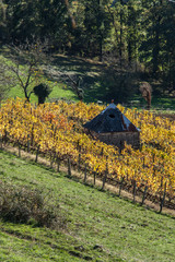 Wall Mural - Allassac (Corrèze - France) - Vignoble en automne