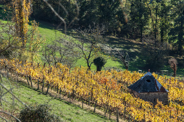 Wall Mural - Allassac (Corrèze - France) - Vignoble en automne