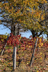 Poster - Allassac (Corrèze - France) - Vignoble en automne