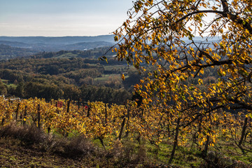 Poster - Allassac (Corrèze - France) - Vignoble en automne