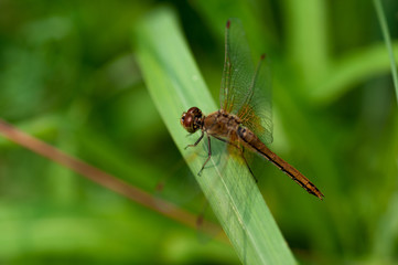 Dragonfly brown color on green grass