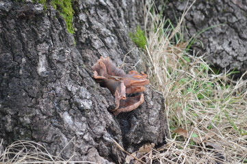 natural tree trunk with growth