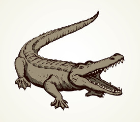 Wall Mural - Crocodile. Vector drawing