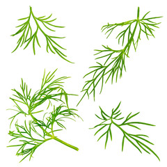  Fresh dill herb isolated on white background