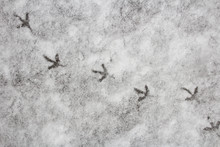 Footprints Of A Pigeon In The Wet Snow