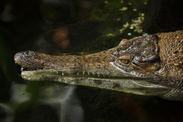 Wall Mural - Slender-snouted crocodile (Mecistops cataphractus). Wildlife animal.