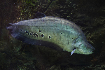 Wall Mural - Clown knifefish (Chitala ornate)