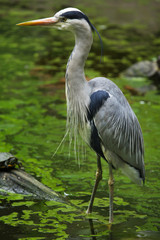 Sticker - Grey heron (Ardea cinerea).