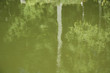 Tree reflection - lake