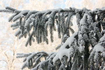 Christmas fir. green branches. A bunch