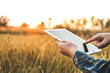 © joyfotoliakid - Smart farming Agricultural technology and organic agriculture Woman using the research tablet and studying the development of rice varieties in rice field