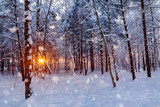 Fototapeta Na ścianę - Beautiful sunset in the winter snowy forest. Sun's rays make their way through the trees