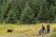 Photographers Taking Pictures Of Brown Bear;  Alaska