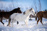 Fototapeta Konie - Beautiful Horse Running in the Snow in Quebec Canada