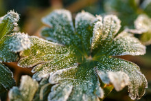 Frosted Green Plant