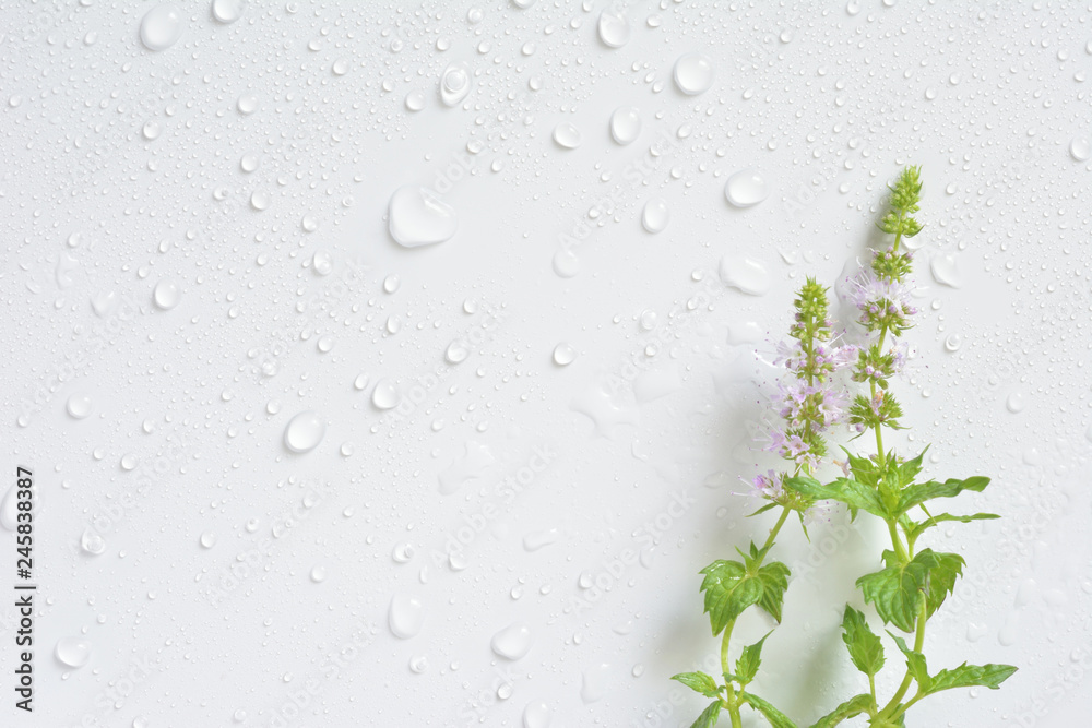 Mint flowers with water drops

 - obrazy, fototapety, plakaty 