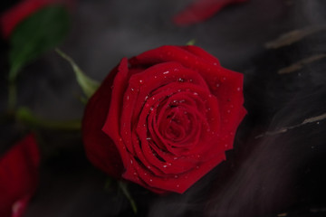 Wall Mural - red rose on old black piano in fog