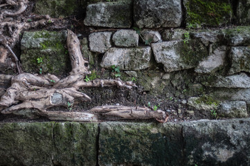 Background old stone wall with green moss and plant roots.