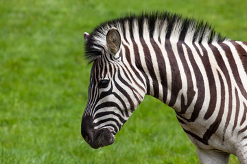 Zebra in Spring