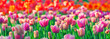 Group of colorful tulip. red, pink, coral flower tulip lit by sunlight. Soft selective focus, tulip close up, toning. Bright colorful tulip photo on thrive green background