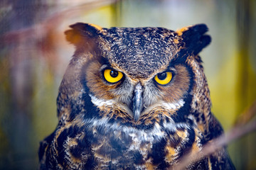 Fototapete - Grey Horned Owl