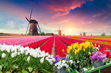 Dramatic Spring Scene On The Tulip Farm. Colorful Sunset In Netherlands, Europe.