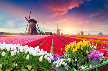 dramatic spring scene on the tulip farm. colorful sunset in netherlands, europe.