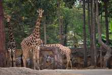 A Giraffe's Habitat Is Usually Found In African Savannas, Grasslands Or Open Woodlands