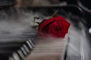 Wall Mural - red rose on black piano