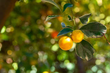 Calamondin orange fruit growing on a tree - closeup image