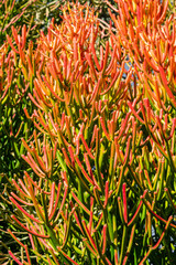 Red pencil tree (euphorbia tirucalli) orange leaves - closeup background image