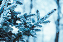 Frozen Spruce In Hoarfrost In Winter Afternoon