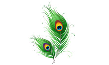Peacock Feather On A White Background. Vector Illustration