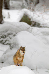 Poster - Wolf (Canis lupus) in the snow in the animal enclosure in the Bavarian Forest National Park, Bavaria, Germany.