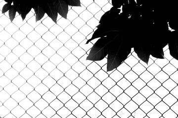 Canvas Print - branches and leaves front wire mesh - monochrome