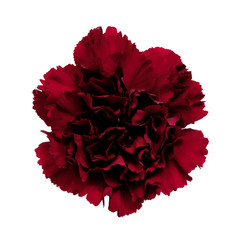 Wall Mural - carnation