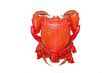Red frog crab or Spanner crab(Ranina ranina) is a species of edible crab found throughout tropical and subtropical habitats.It's only extant species in its genus. Isolate on white background
