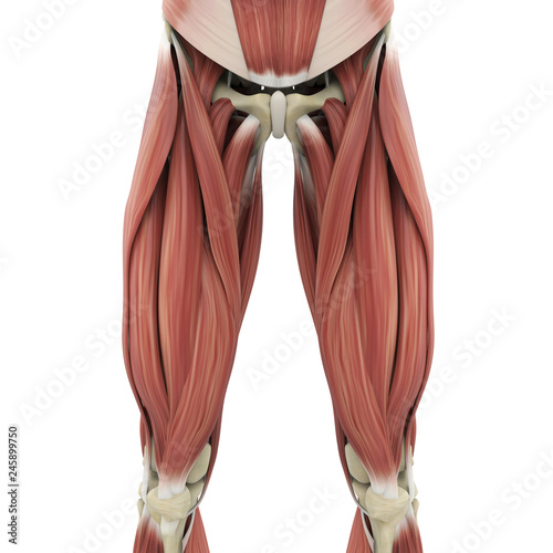 Upper Leg Tendon Anatomy : Muscles Of The Leg And Foot - The achilles