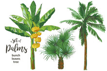 Vector Tropical Bananas Palm, Textural Seamless Pattern.