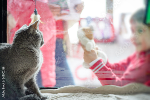 Russian Blue Cat Looks At Children Buy This Stock Photo And