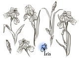 Fototapeta Pokój dzieciecy - Iris flowers in the style of engraving.  Ink, pencil, black and white iris flowers sketch. Freehand sketching vector illustration. 