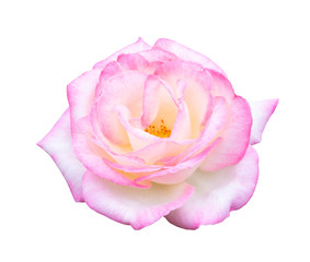 Wall Mural - Beautiful sweet white mix pink rose flower isolated on white background, love and romantic concept