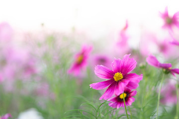 Wall Mural - Closeup beautiful pink cosmos flower in the field with sunlight at morning, selective focus
