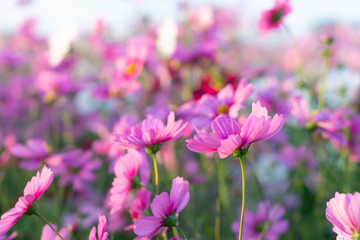 Wall Mural - Closeup beautiful pink cosmos flower in the field with sunlight at morning, selective focus
