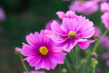Wall Mural - Closeup beautiful pink cosmos flower in the field, selective focus