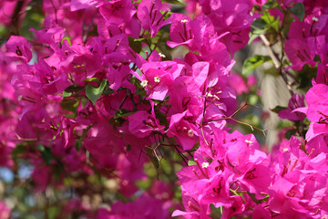 Sticker - Trees Planet, Bougainvillea glabra or Paper Flower