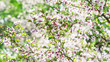 © Nata Bene - Branch with blossoms Sakura. Abundant flowering bushes with pink buds cherry blossoms in the spring. Flowers of Prunus incisa in april. Long width banner