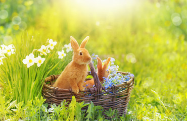 red rabbits in basket outdoor