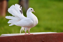 White Race Pigeons,dove In Grass
